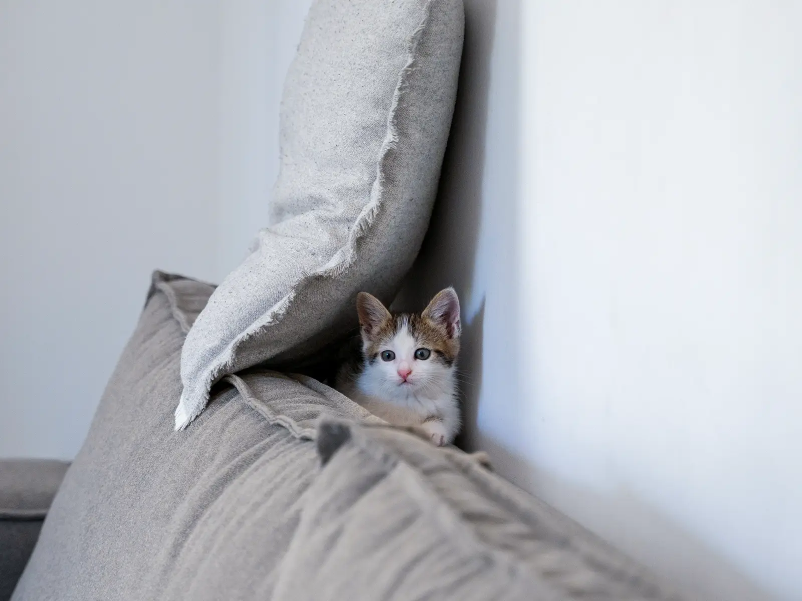 Katten krabben aan bank- wat kun je doen - KittyTown